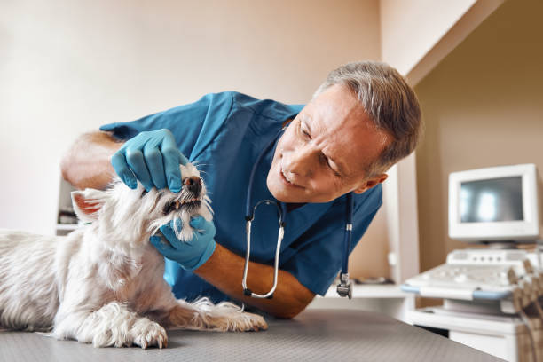 Best Emergency Root Canal Treatment in Knollwood, IL